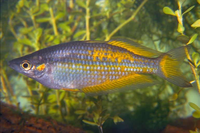 Parkinson Rainbowfish