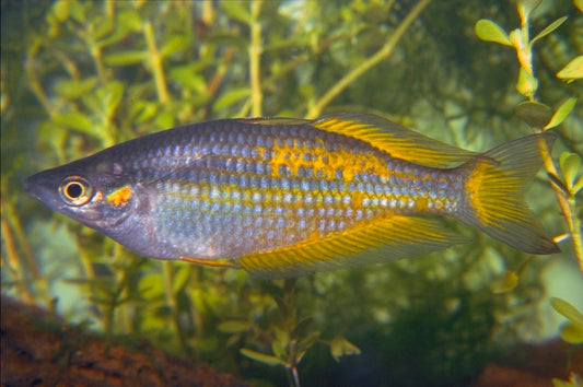 Parkinson Rainbowfish