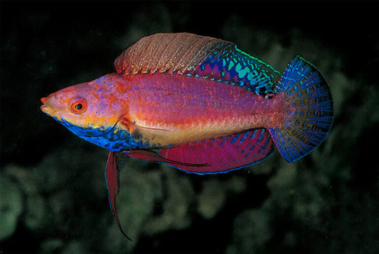 Blue Throat Fairy Wrasse