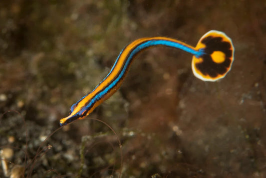 Pipefish: Bluestripe