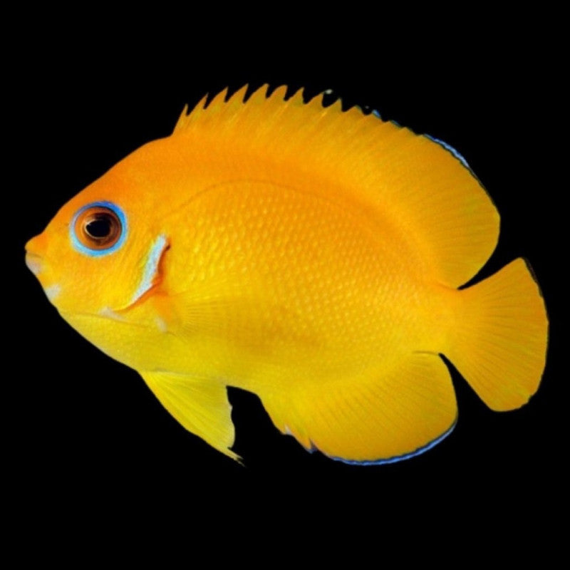 Lemon Peel Angelfish