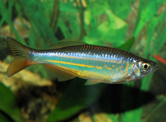 Danio: Giant