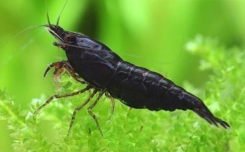 Shrimp: Black Chocolate