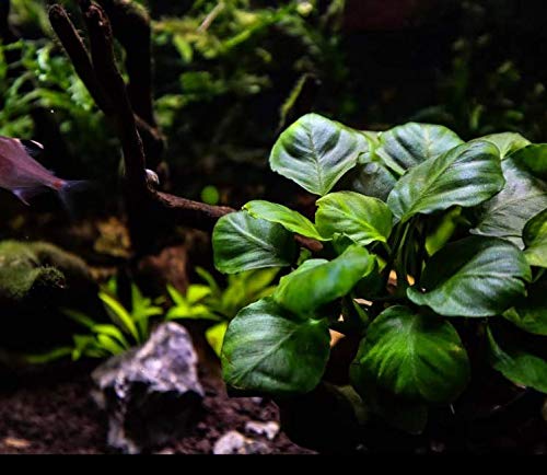 Anubias Barteri