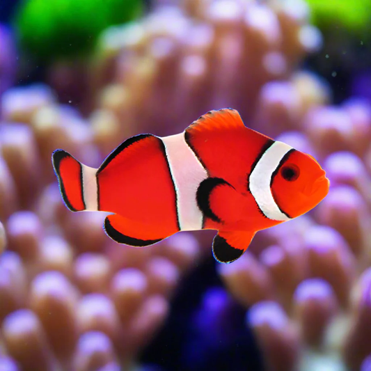 Orange Blaze Clownfish