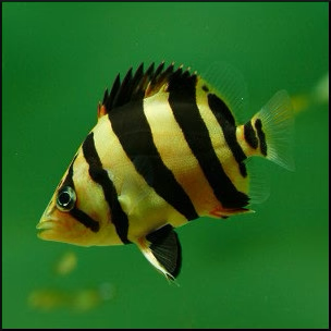 Datnoid: Gold Tiger