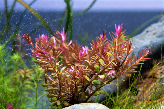 Rotala Blood Red
