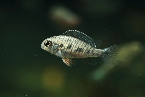 Checkerboard Cichlid