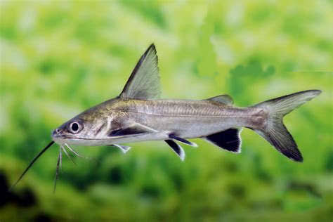 Columbian Shark Catfish