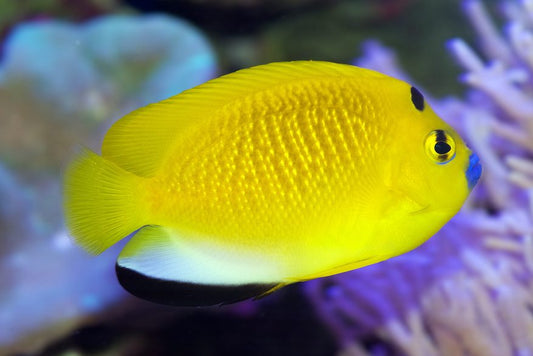 Flagfin Angelfish