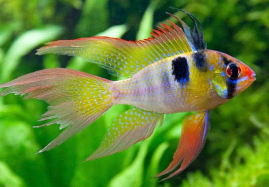 Cichlid: Longfin German Blue Ram