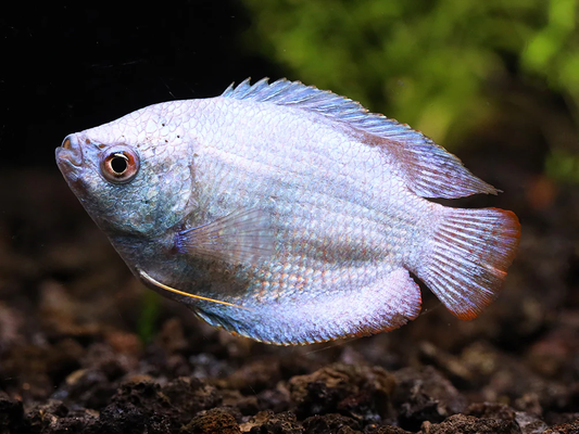 Powder Blue Dwarf Gourami