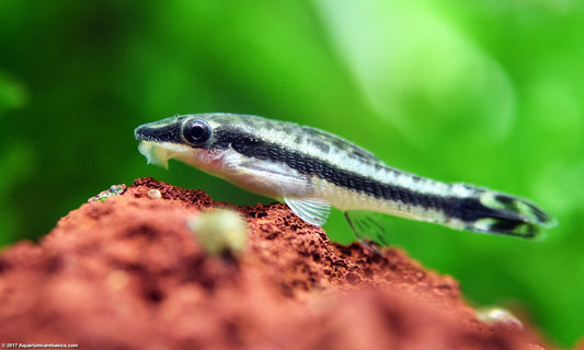 Catfish: Otocinclus