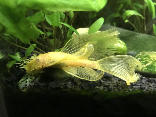 Longfin Albino Bristlenose Pleco