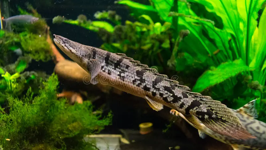 Bichir: Delhezi