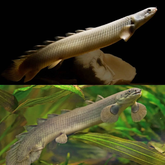 Senegal Bichir