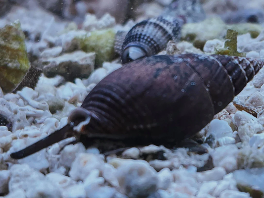 Super Nassarius Snail