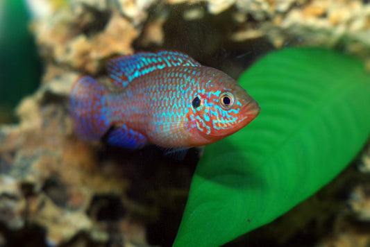 Turquoise Jewel Cichlid
