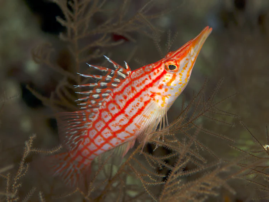 Longnose Hawkfish