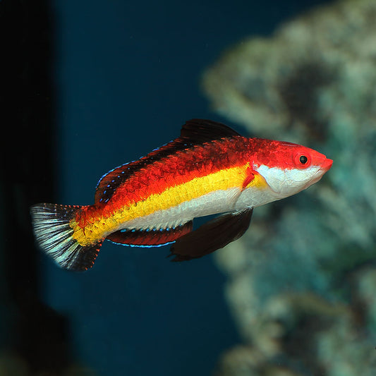 Naokos Fairy Wrasse