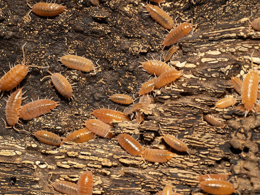 Powder Orange Isopods