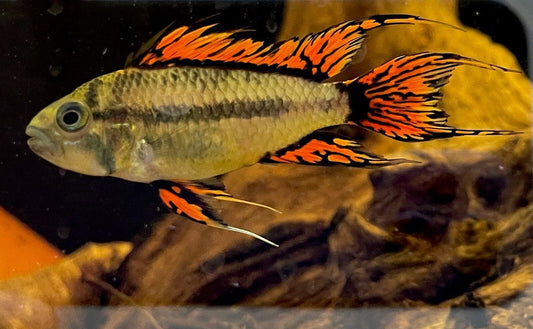 Apistogramma Cacautoides Super Red