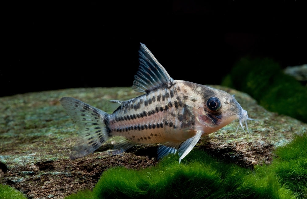 Corydoras: Schwartzi