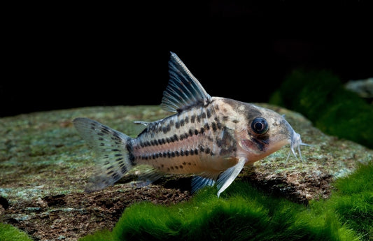 Corydoras: Schwartzi