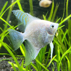Platinum Angelfish