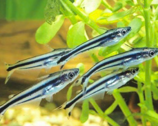 Swallowtail Glass Catfish