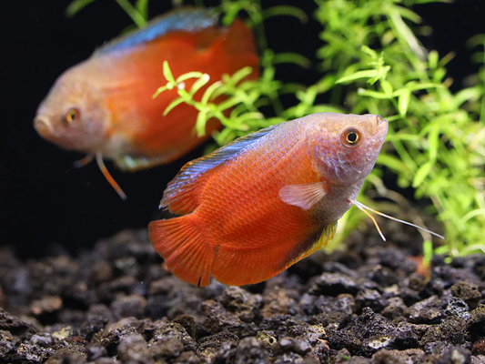 Gourami: Flame