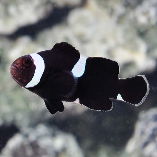 Black Misbar Clownfish