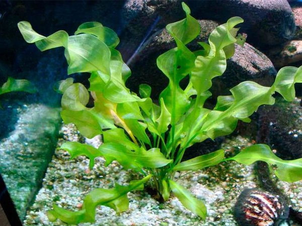 Aponogeton Ulvaceus