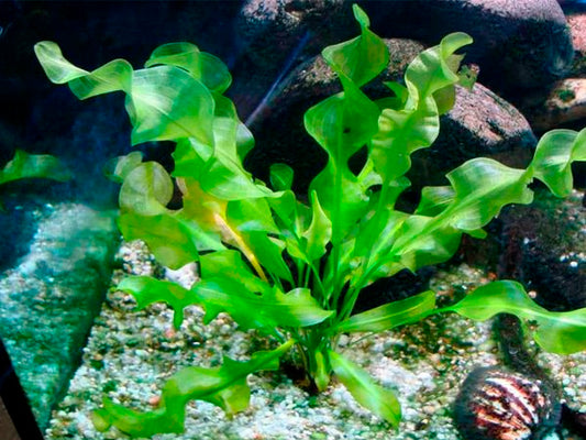 Aponogeton Ulvaceus