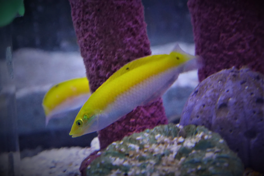 White Belly Coris Wrasse