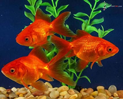 Goldfish: Red Fantail
