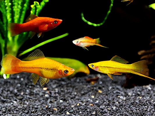 Assorted Swordtail