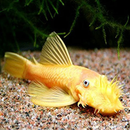 Albino Bristlenose Pleco