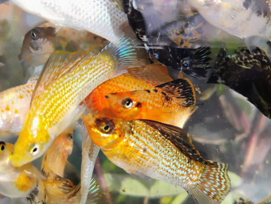 Sailfin Molly