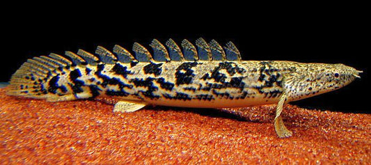 Bichir: Guinean