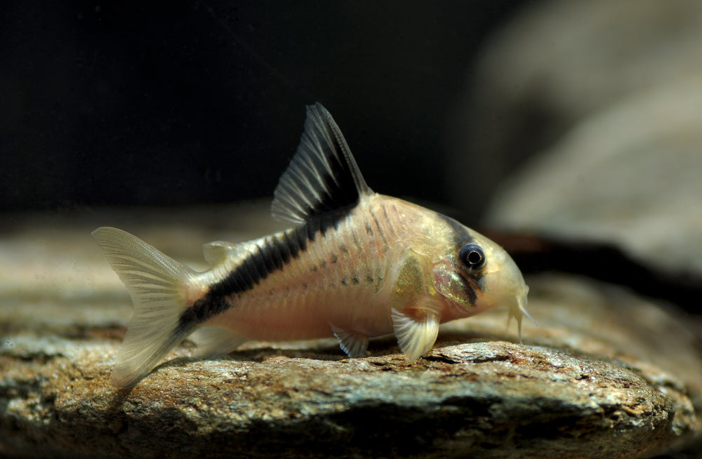 False Bandit Corydora