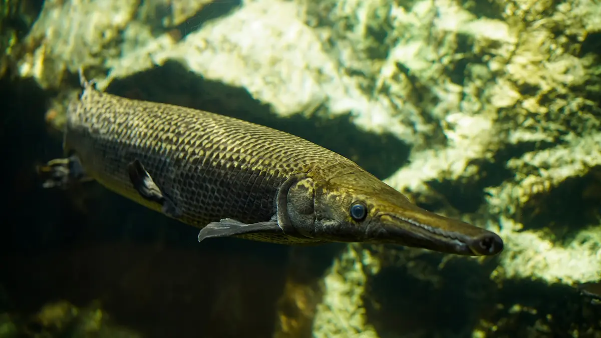 Alligator Gar