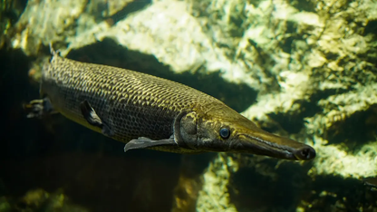 Alligator Gar