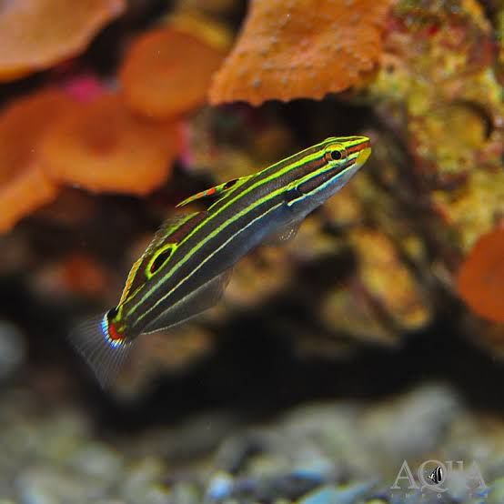 Hector's Goby