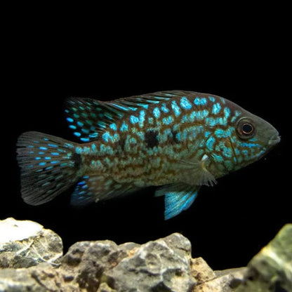 Cichlid: Green Texas