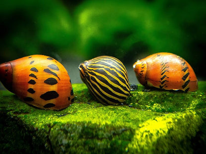 Nerite Snail