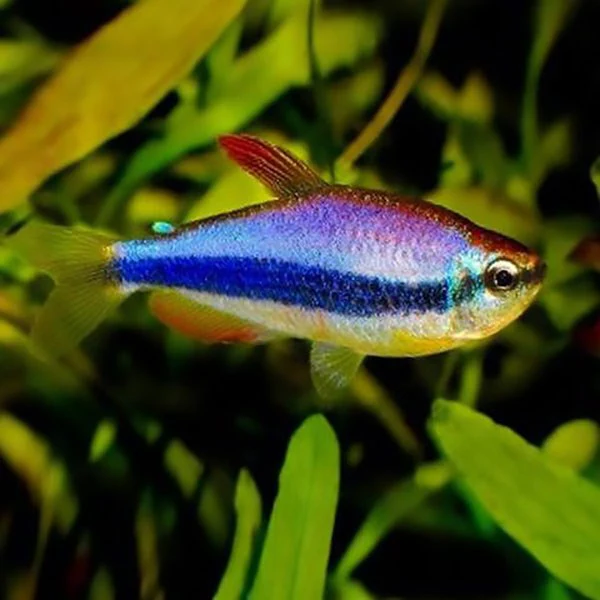 Blue Emperor Tetra