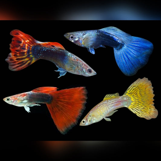 Assorted Male Guppy