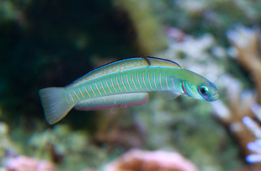 Zebra Bar Goby