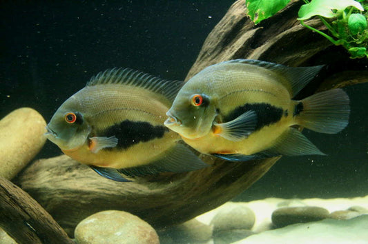 Cichlid: Urau